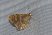 Hydrelia flammeolaria