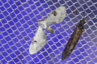 Eupithecia centaureata