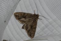 Apamea monoglypha monoglypha