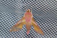 Deilephila porcellus