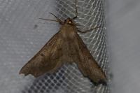 Odontopera bidentata