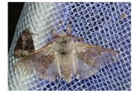 Calliteara pudibunda