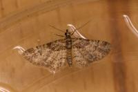 Gymnoscelis rufifasciata