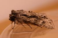 Xylocampa areola