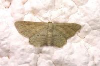 Idaea elongaria