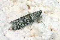 Dioryctria abietella