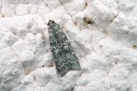 Dioryctria simplicella