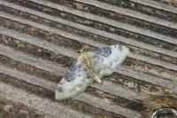 Idaea filicata
