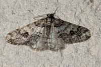 Agriopis leucophaearia
