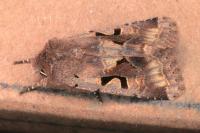 Orthosia gothica