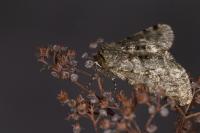 Phigalia pilosaria