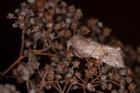Orthosia incerta