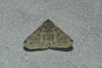Phigalia pilosaria