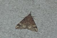 Hypena obsitalis