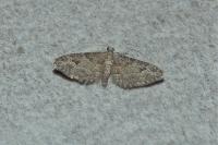 Gymnoscelis rufifasciata