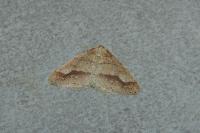 Phigaliohybernia marginaria