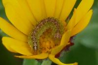 Cucullia calendulae