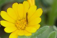 Cucullia calendulae