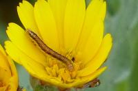 Cucullia calendulae