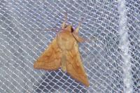 Mythimna vitellina