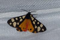 Arctia villica