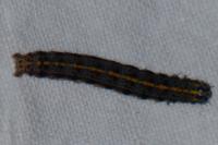 Orthosia miniosa