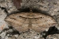 Costaconvexa polygrammata