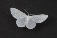 Asthena albulata