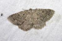 Charissa obscurata obscurata