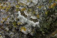 Epirrhoe rivata