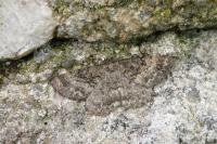 Gnophos obfuscata
