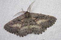 Nychiodes notarioi