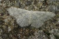 Scopula marginepunctata