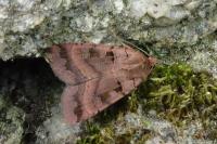 Xestia stigmatica