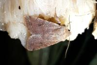 Orthosia incerta