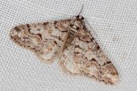 Agriopis leucophaearia
