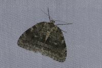 Epirrita