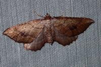 Coenocalpe millierata