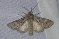 Polymixis flavicincta flavicincta