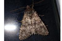 Polymixis flavicincta flavicincta