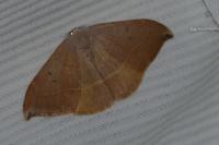 Watsonalla uncinula