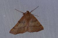 Colotois pennaria