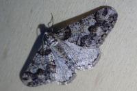 Agriopis leucophaearia