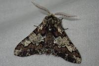 Biston strataria