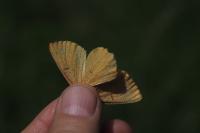 Angerona prunaria