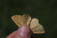 Angerona prunaria