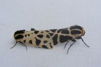 Cymbalophora pudica