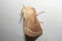 Lasiocampa trifolii trifolii