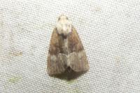 Mesoligia furuncula