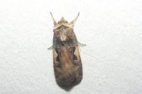 Xestia c-nigrum